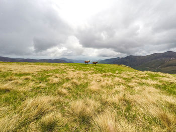 Scenic view of grassy field against sky