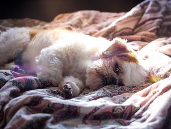 Dogs sleeping on bed