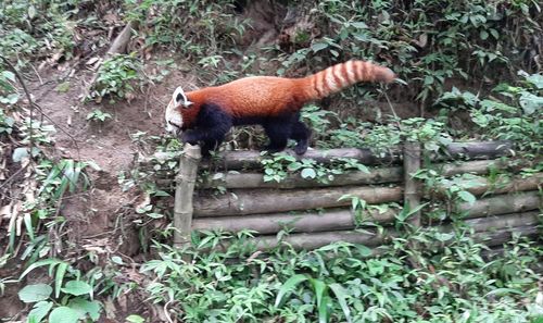 Side view of a reptile in forest