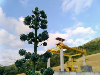 Low angle view of palm trees against sky