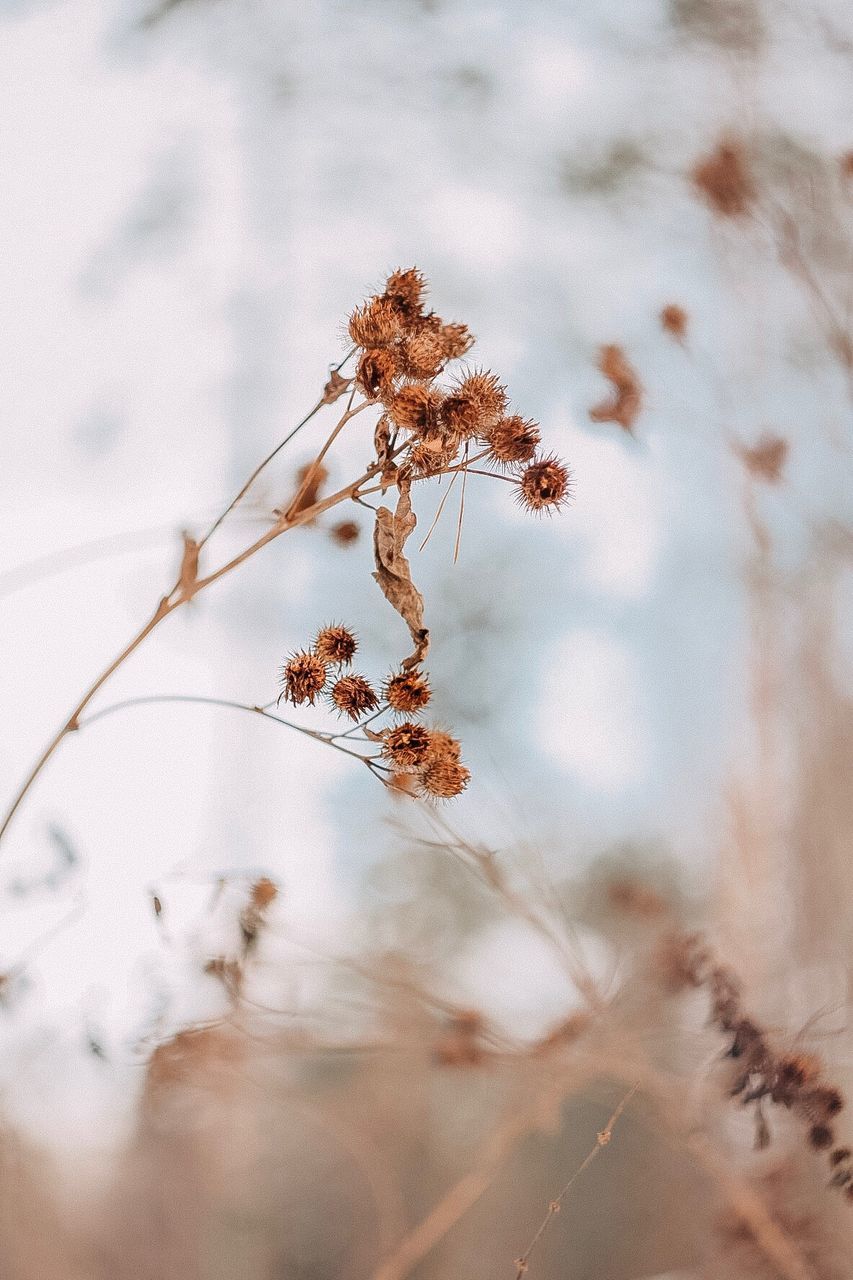 plant, nature, close-up, growth, focus on foreground, beauty in nature, selective focus, day, no people, fragility, tranquility, vulnerability, flower, outdoors, flowering plant, dry, tree, land, sky, winter, wilted plant, dead plant, dried