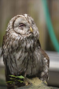 Close-up portrait of owl