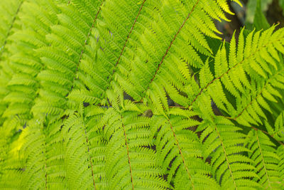 Fern leaves beautiful pattern nature background. tropical green leaf texture.