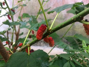 Close-up of red berries growing on plant