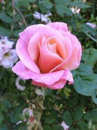 Close-up of pink rose