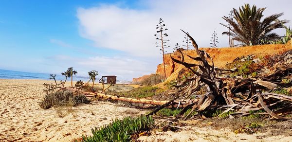 Plants growing on land by sea against sky