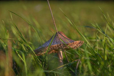 Close-up of mushroom growing on field