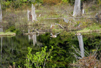 Scenic view of lake in forest