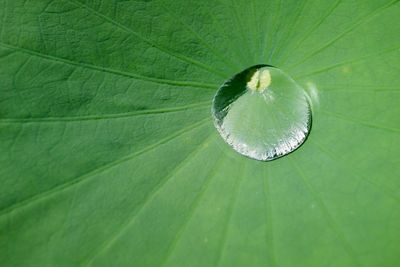 Close-up of water drops on leaves