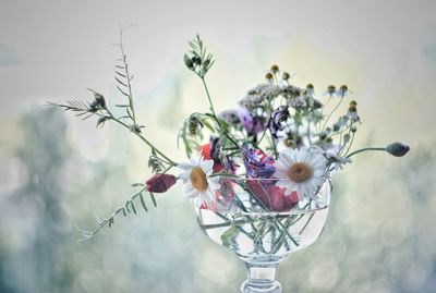 Close-up of flowers against sky