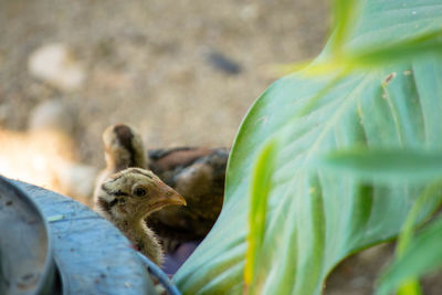 Close-up of bird