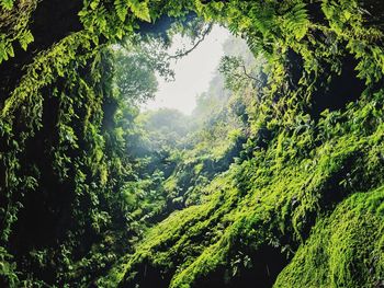 Trees growing in forest