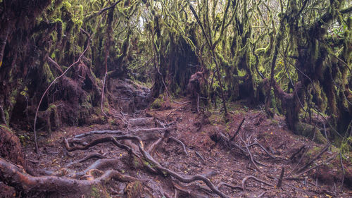 Trees in forest