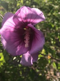 Close-up of fresh purple flower blooming in garden