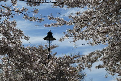 Low angle view of bird perching on tree against sky