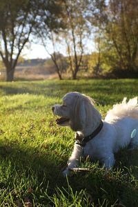 Dog on field against trees