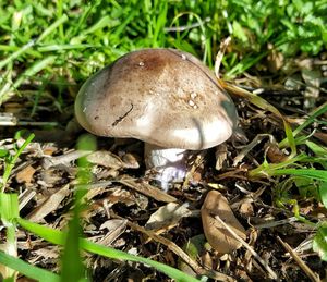 Close-up of mushroom on field