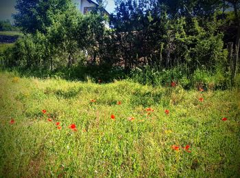 View of poppy flowers growing in field