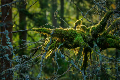 Close-up of tree