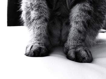 Low section of cat relaxing