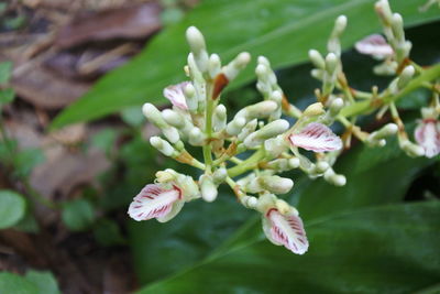 Close-up of flowering plant