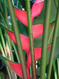 Full frame shot of succulent plant