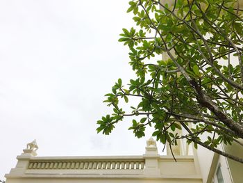 Low angle view of tree by house against clear sky