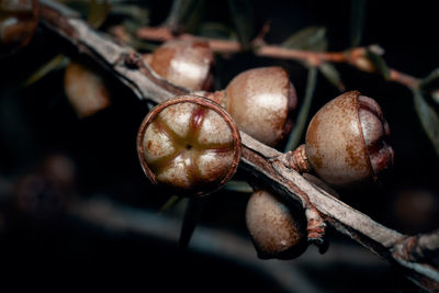 Close-up of fruit growing on tree