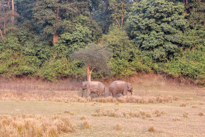 View of elephant on field