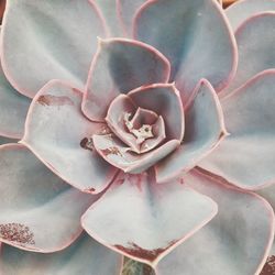 Close-up of succulent plant