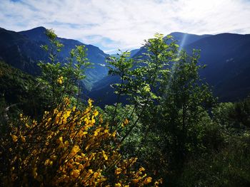 Plants and trees against sky