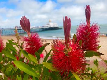 Close-up of red flowers blooming against sky