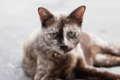 Close-up portrait of cat resting outdoors