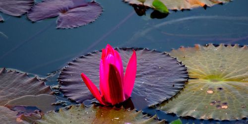 Close-up of lotus floating on water lily