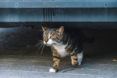 Portrait of cat looking at camera