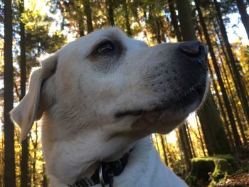 Close-up of dog in forest