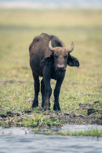 Side view of a buffalo on field