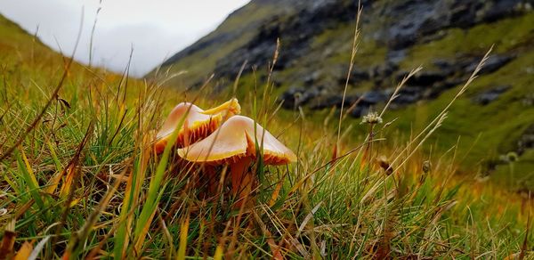 Close-up of mushroom growing on field