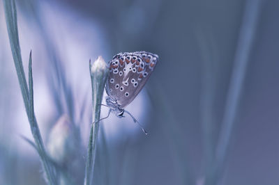 Close-up of butterfly on flower