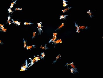 High angle view of people swimming in sea