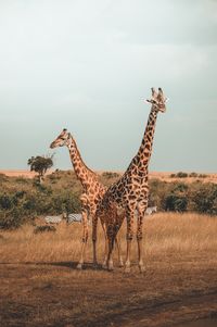 Giraffes on field against sky