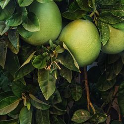 Close-up of fruits growing on tree