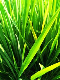 Close-up of crops growing on field