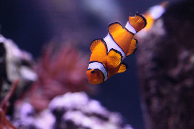 Close-up of fish swimming in aquarium