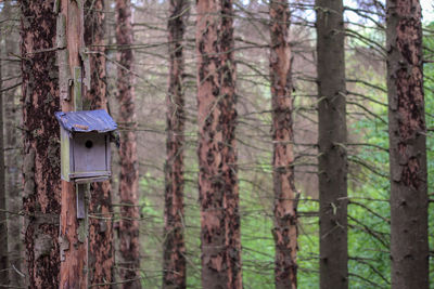 Close-up of birdhouse on ill tree trunk in forest