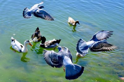 Ducks swimming in lake