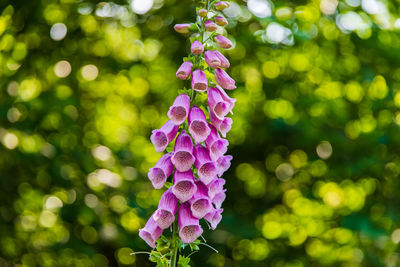 Close-up of purple flowering plant