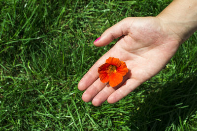 Close-up of hand holding orange flower on field