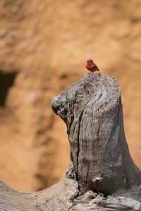 Close-up of bird perching on wood