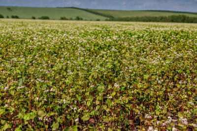 Buckwheat blooms in the field. white flowers. sky with dark clouds.